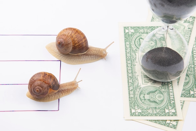 Die Schnecke hat es eilig, schnell zu gewinnen, um Geld zu erhalten.