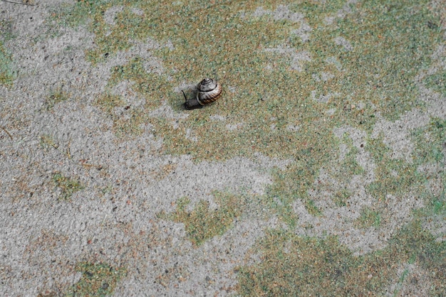 Foto die schnecke kriecht über die betonoberfläche schnecke nach dem regen