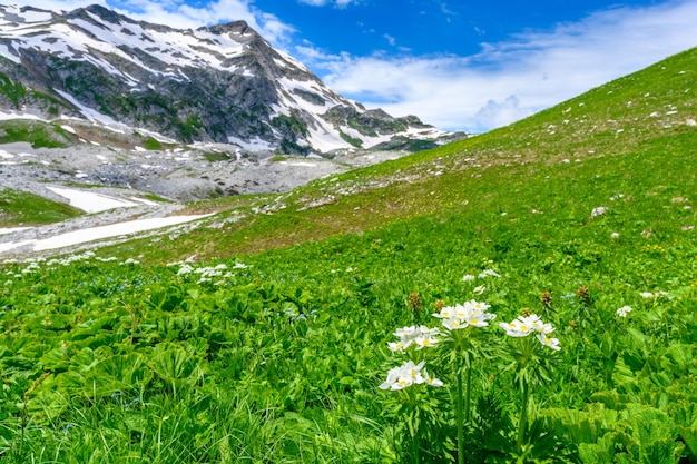 Foto die schneebedeckten berggipfel im tropischen wald die alpinen berge und wiesen