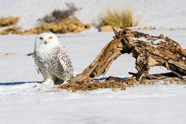 Die Schneeeule ist eine Vogelart aus der Familie der Strigidae