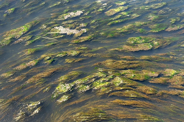 Die schnelle Strömung eines schlammigen Flusses, der mit Algen bewachsen ist. Muster und Textur der Wasservegetation