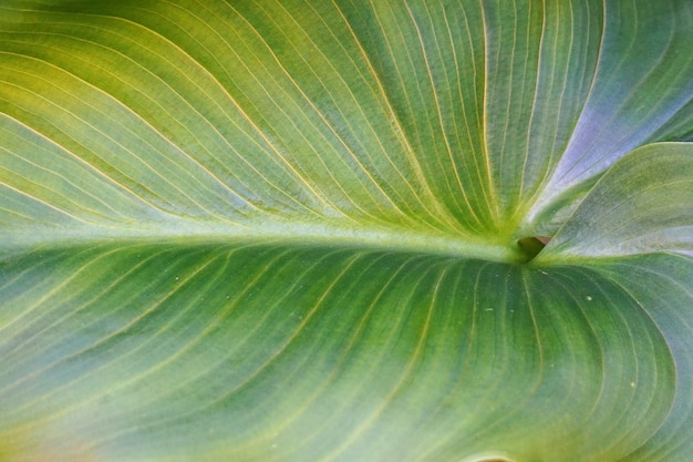 die schöne abstrakte grüne pflanze blätter in der natur