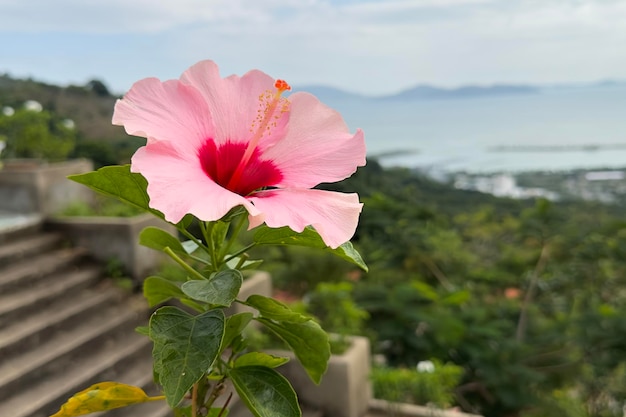 Die schöne Hibiscus-Blume in Vietnam Rosa und rote Sommerpflanze