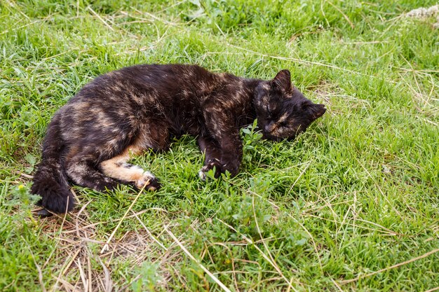 Die schöne Katze liegt auf dem grünen Gras. Die schwarze Katze schläft auf dem Gras.