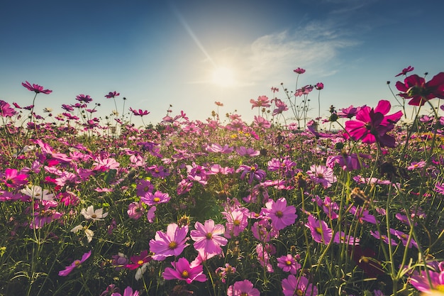 Die schöne Kosmosblume in voller Blüte mit Sonnenlicht.