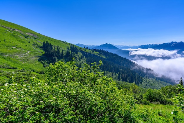 Die schöne Landschaft in den tropischen Bergen die alpinen Berge und Wiesen