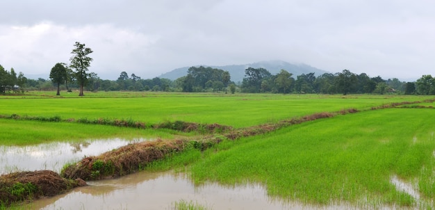 Die schöne Landschaft von Reisfeldern in Thailand