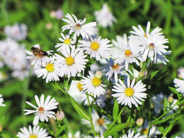 Die schöne lila Blume an einem sonnigen Tag