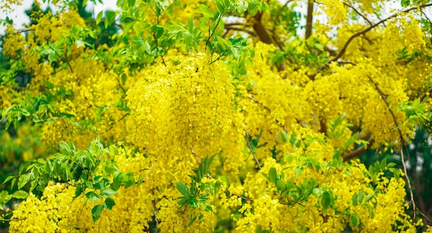 Die schöne Nahaufnahme goldene Dusche Baum oder Cassia Fistel Blume