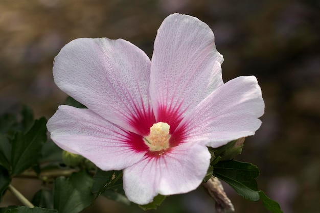 Die schöne Rose von Sharon