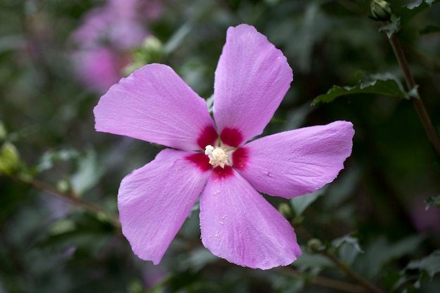 Die schöne Rose von Sharon