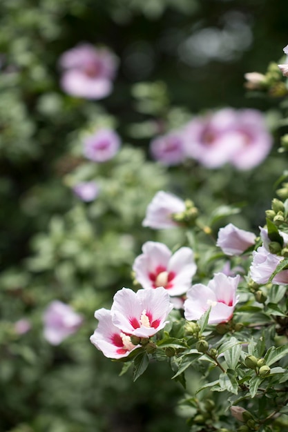 Die schöne Rose von Sharon