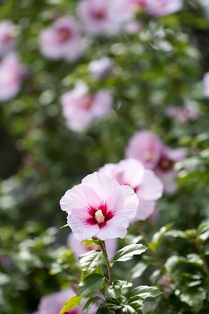 Die schöne Rose von Sharon