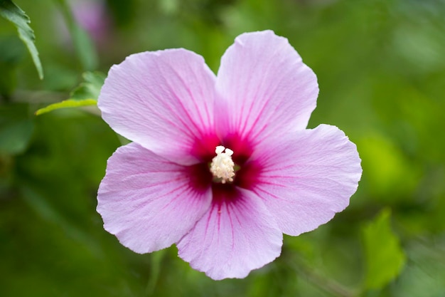 Die schöne Rose von Sharon