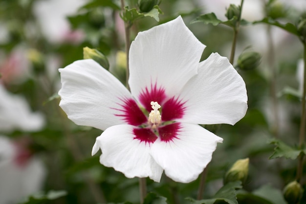 Die schöne Rose von Sharon