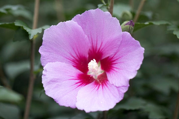 Die schöne Rose von Sharon