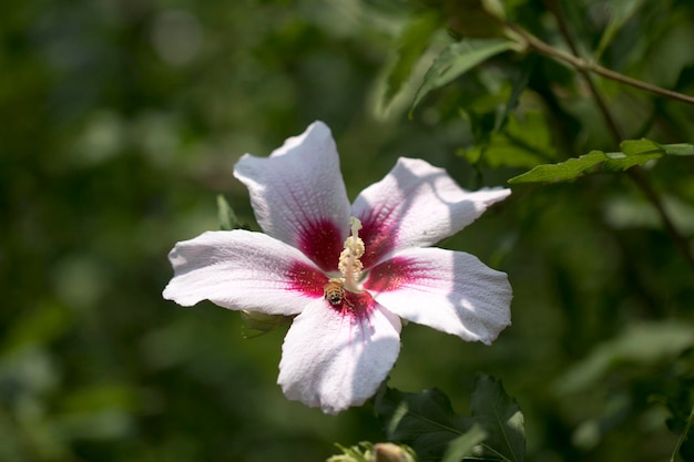 Die schöne Rose von Sharon