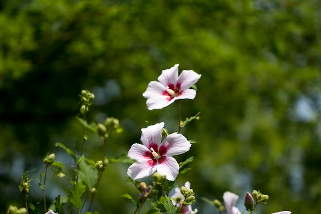 Die schöne Rose von Sharon