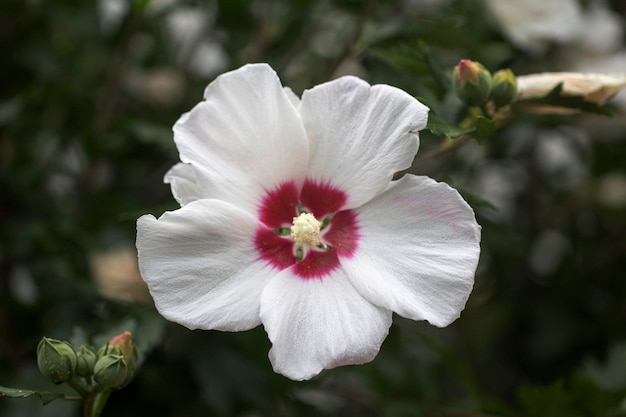 Die schöne Rose von Sharon