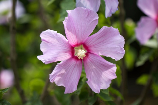 Die schöne Rose von Sharon