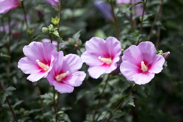 Die schöne Rose von Sharon