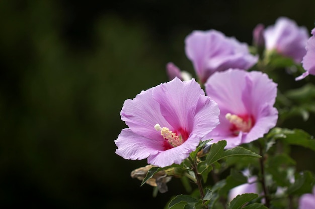 Die schöne Rose von Sharon