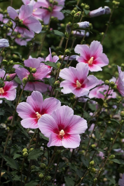 Die schöne Rose von Sharon