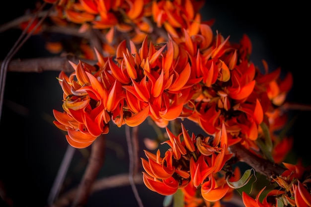 Die schöne rotorangefarbene Butea monosperma-Blume blüht in der Natur in einem Baum im Garten