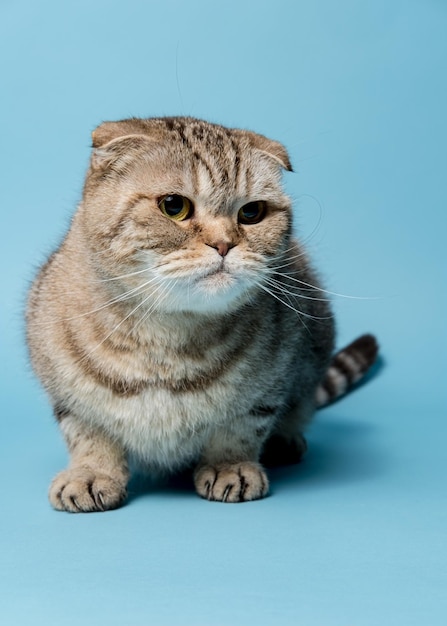 Die schöne Scottish Fold-Katze sieht nachdenklich isoliert auf blauem Hintergrund aus