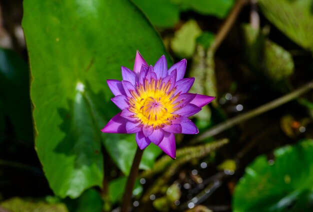 Die schöne Seerose oder Lotusblume