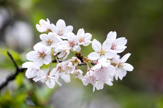 Die schöne Yoshino Tokyo Sakura Cherry Blossom blüht im Frühling im Alishan National Forest Recreation Area in Taiwan