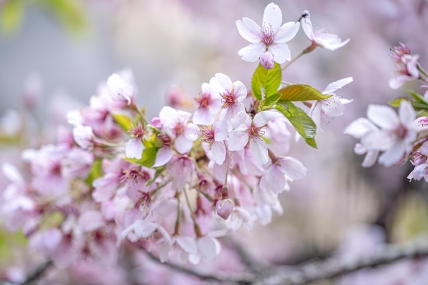 Die schöne Yoshino Tokyo Sakura Cherry Blossom blüht im Frühling im Alishan National Forest Recreation Area in Taiwan