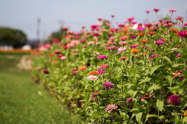 Die schöne Zinnia im Feld