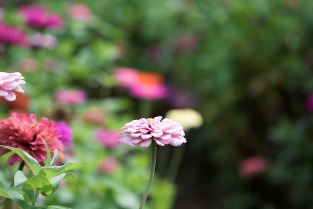 Die schöne Zinnia im Feld