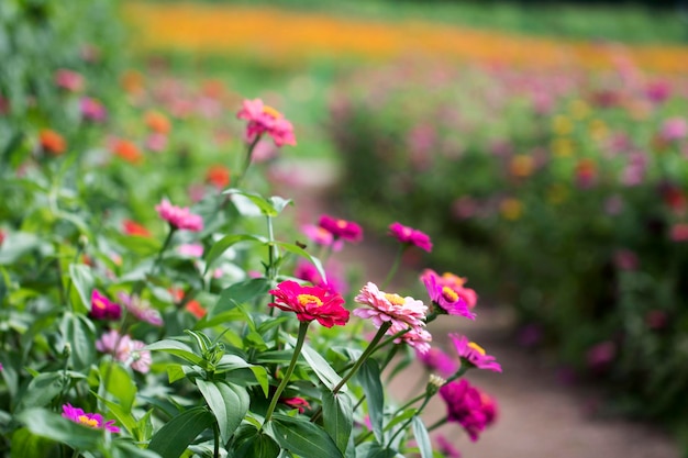 Die schöne Zinnia im Feld