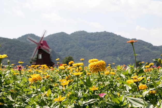 Die schöne Zinnia im Feld