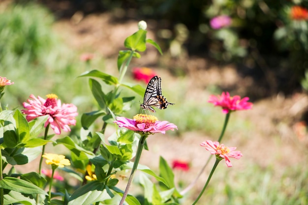 Die schöne Zinnia im Feld