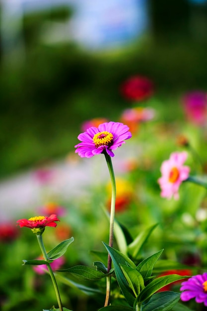 Die schöne Zinnia im Feld