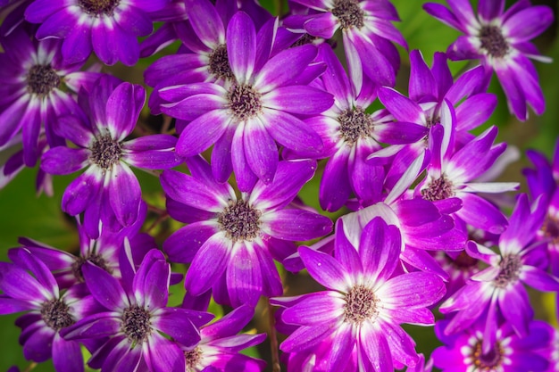 Die schönen Blüten mit rosa Blütenblättern