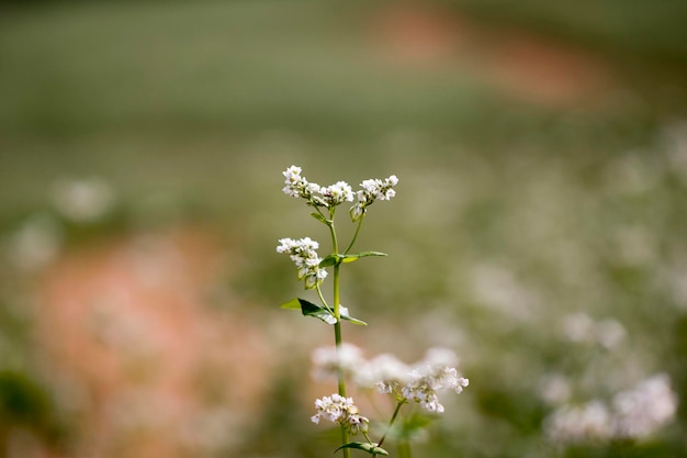 Die schönen Buchweizenblumen auf dem Feld