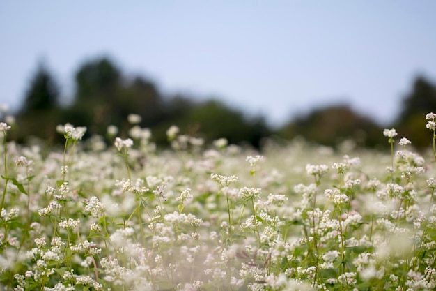 Die schönen Buchweizenblumen auf dem Feld