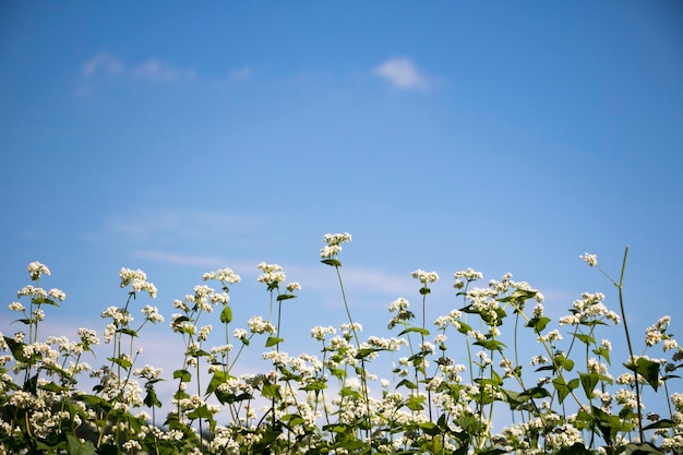 Die schönen Buchweizenblumen auf dem Feld