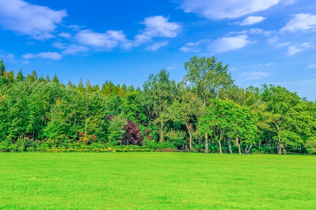 Die schönen grüngrünen Hölzer im Park