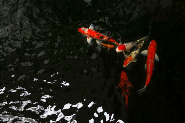 Die schönen Koi-Fische schwimmen im dunklen Pool, Karpfen oder Koi schwimmen im Teich im Garten