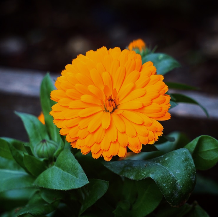 Foto die schönen orange blumen im garten in der natur