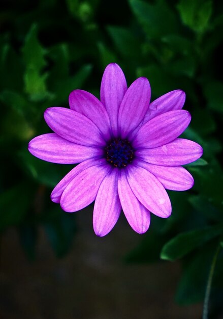 die schönen rosa blüten im garten in der natur