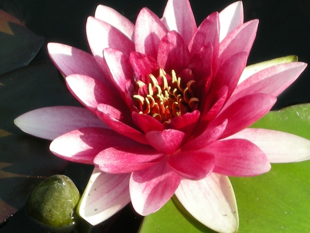 Die schönen saftigen farbigen Blumen für den Hintergrund