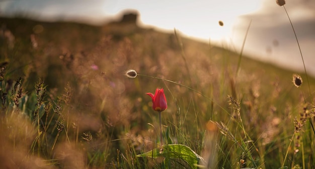 Die schönen Wildblumen in den Sonnenuntergangstrahlen