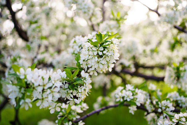 Die Schönheit der Frühlingsnatur. Zweige von Blütenbäumen. Gartenbau und Landwirtschaft. Aromatherapie und Meditation. Landschaft.