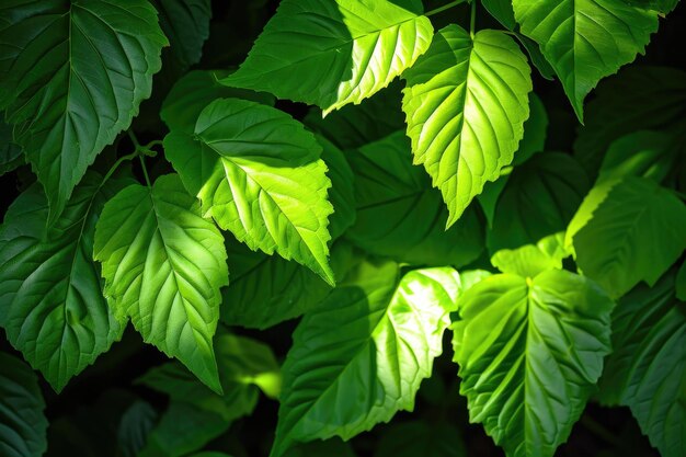 die Schönheit der Natur professionelle Fotografie